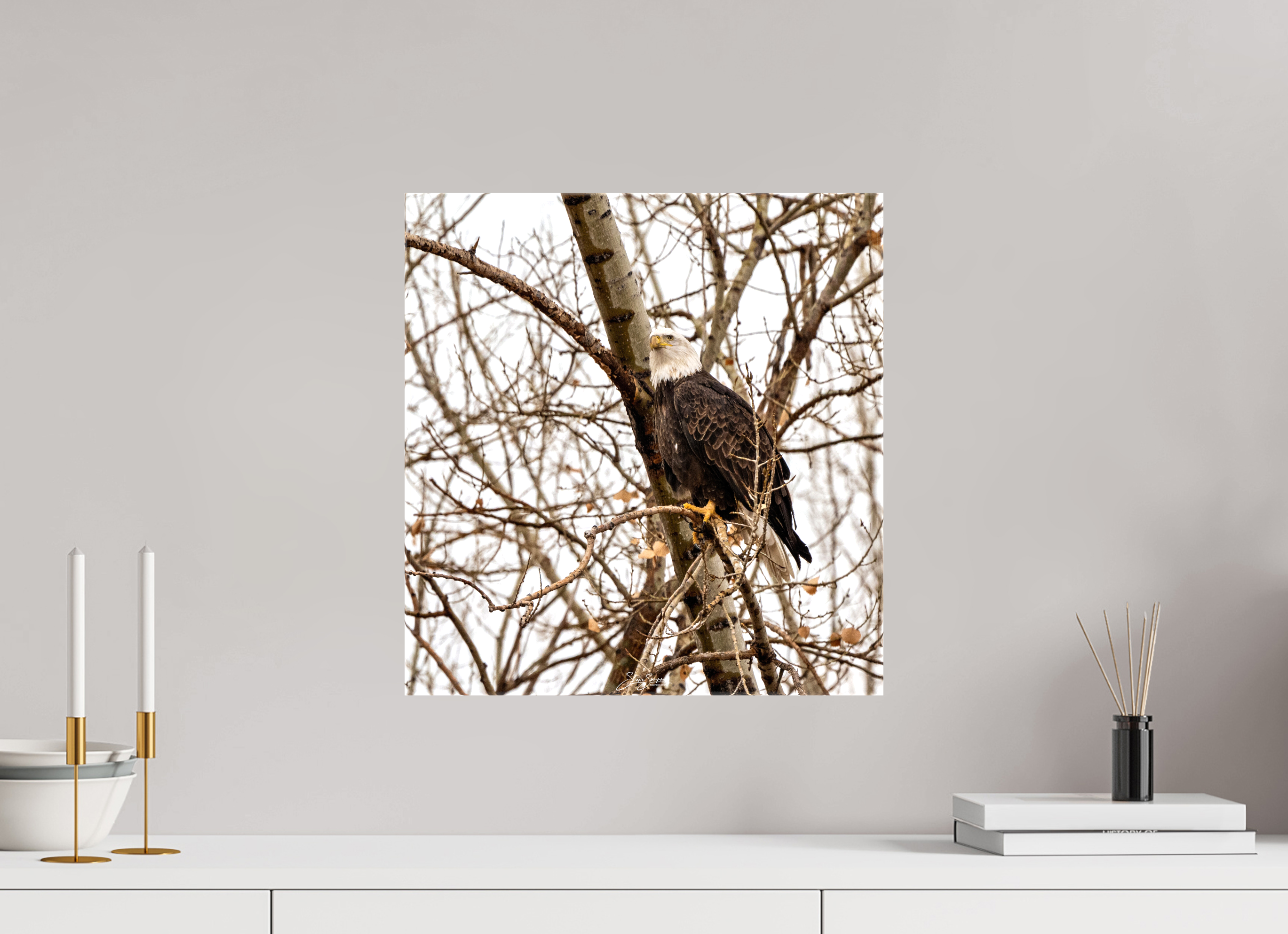 16 x 16.8″, Canvas Eagle