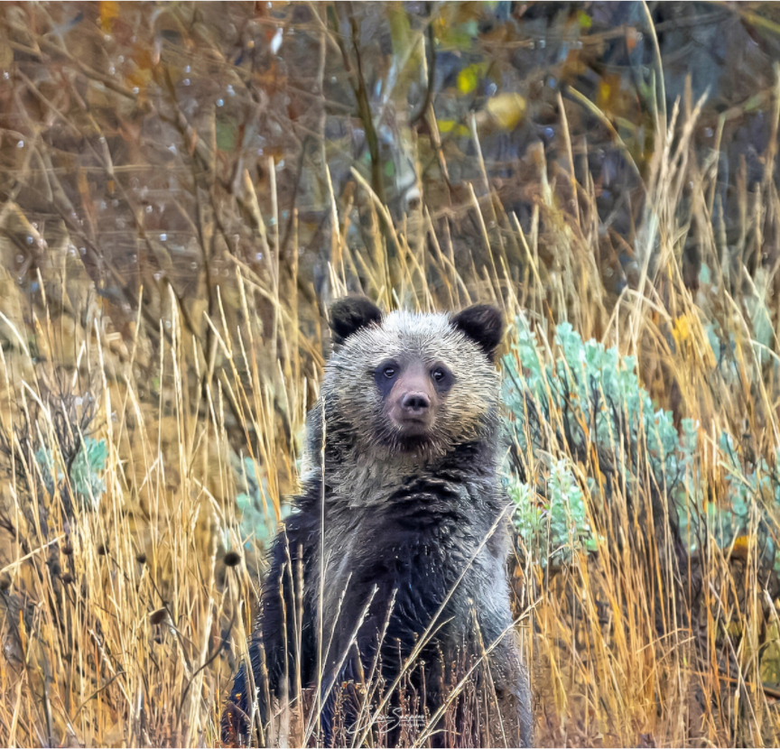 Main image Cube looking for mom