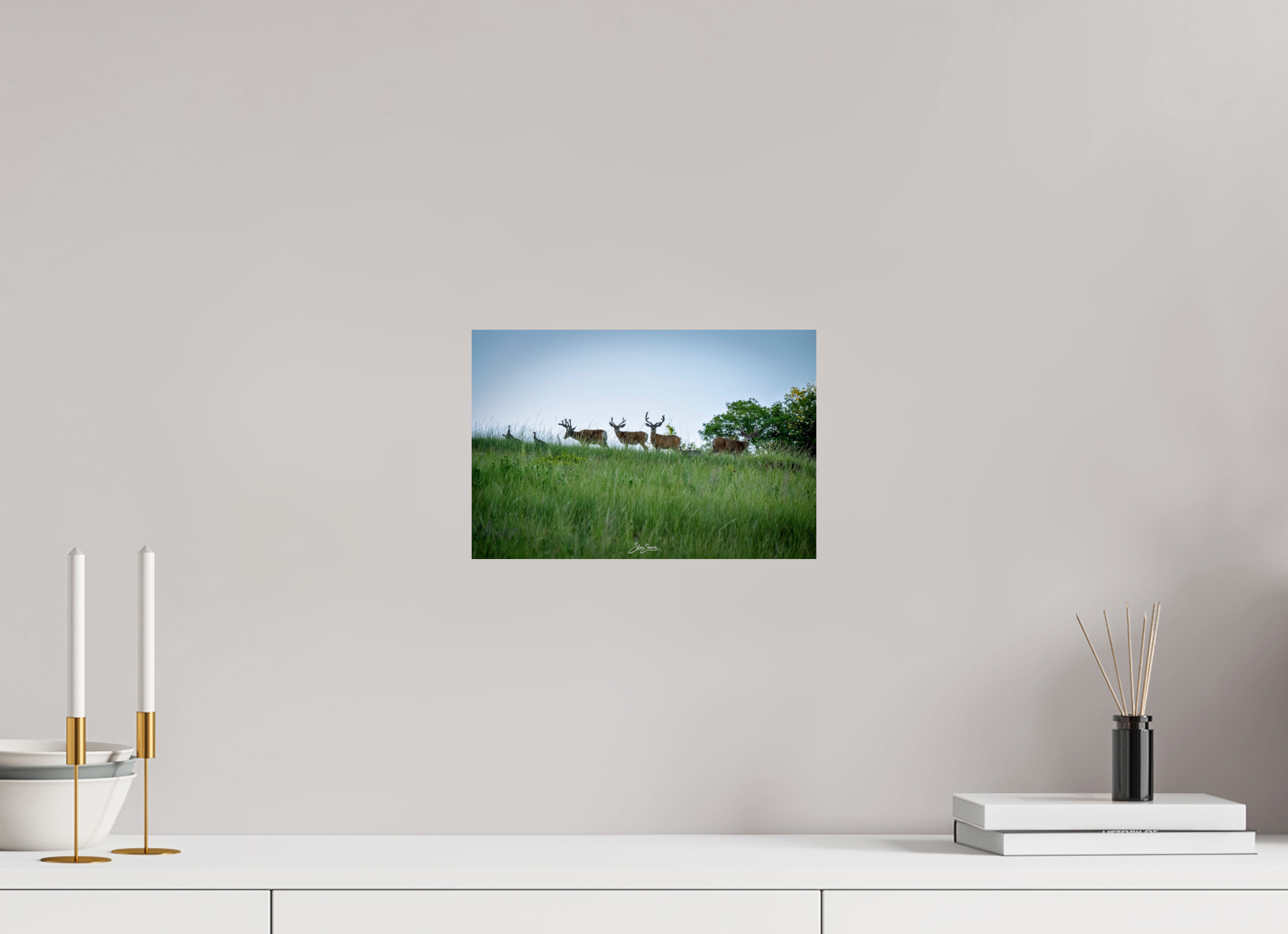 12 x 8″, Photo Print On Fuji Crystal DP II Deer