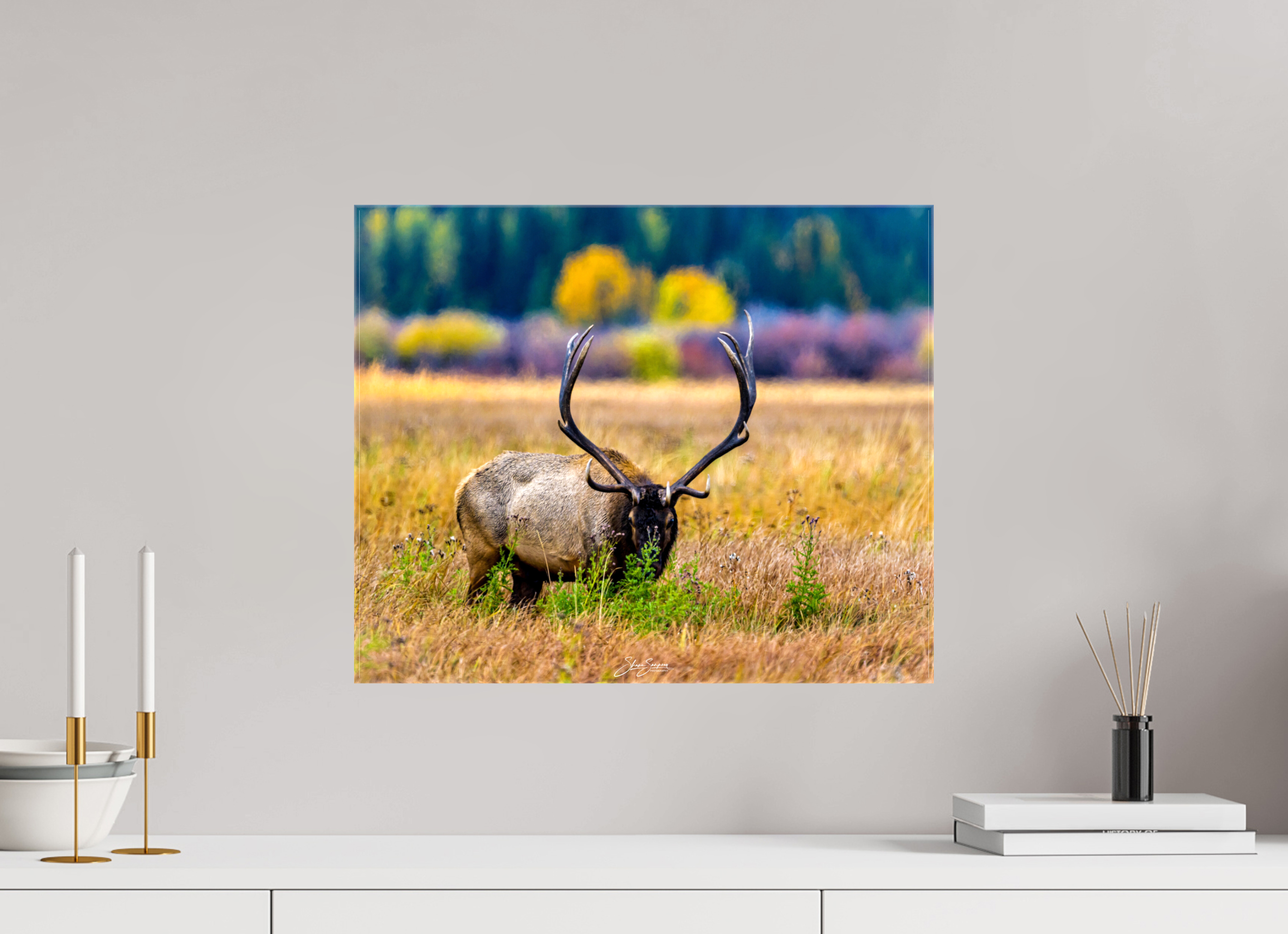 19.4 x 16″, Canvas Elk