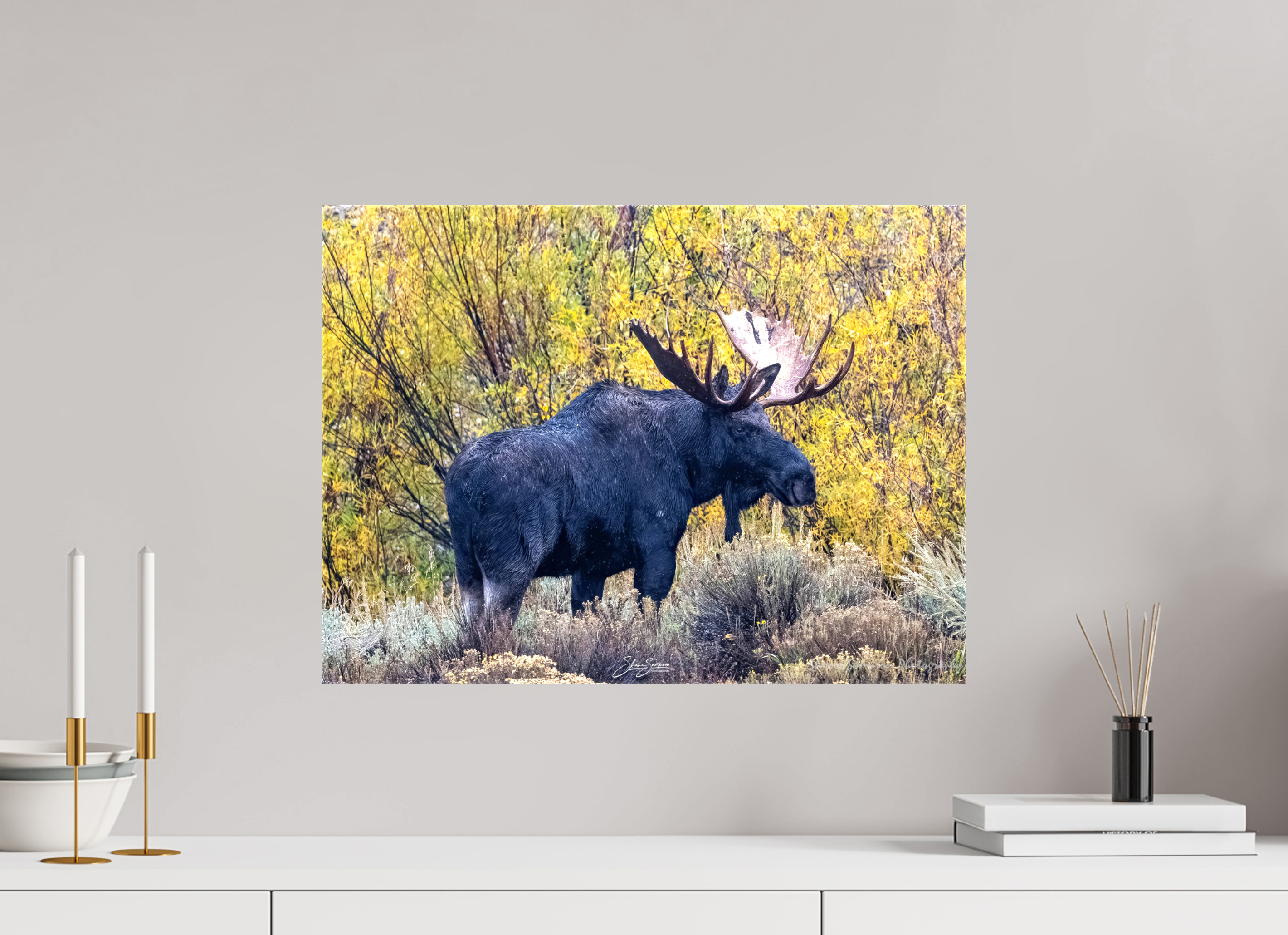 21.7 x 16″, Canvas Moose