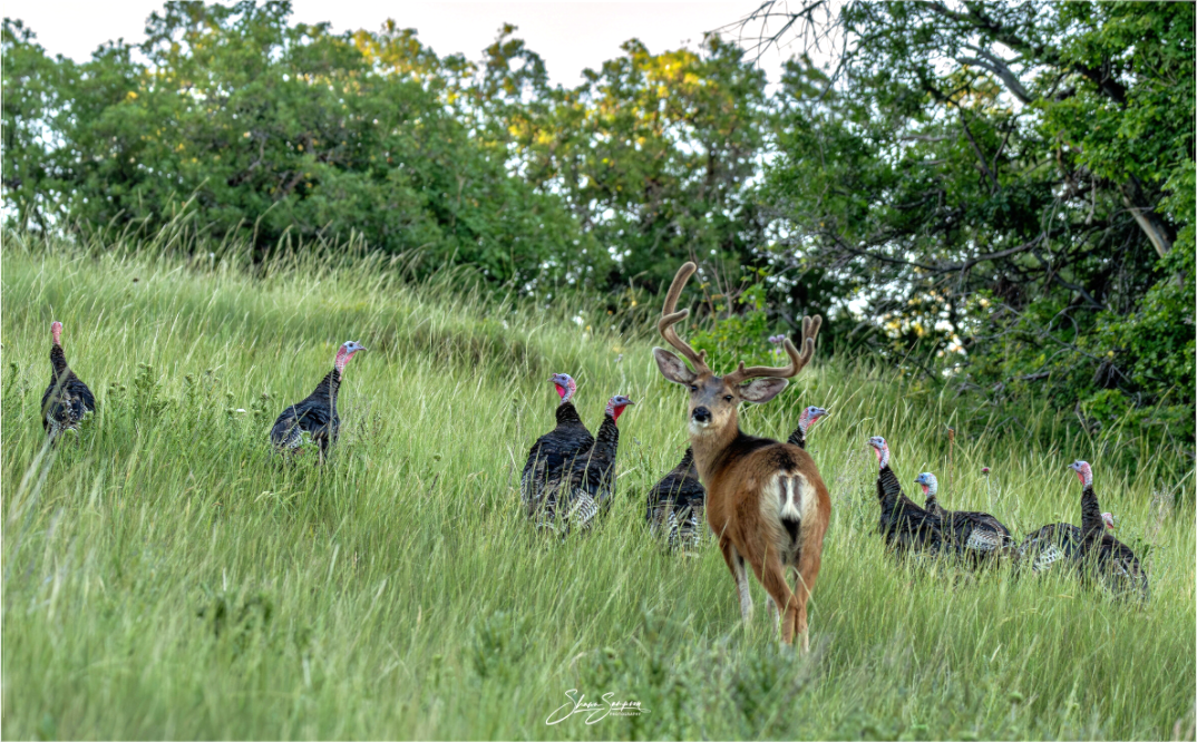 Main image Deer Turky 3