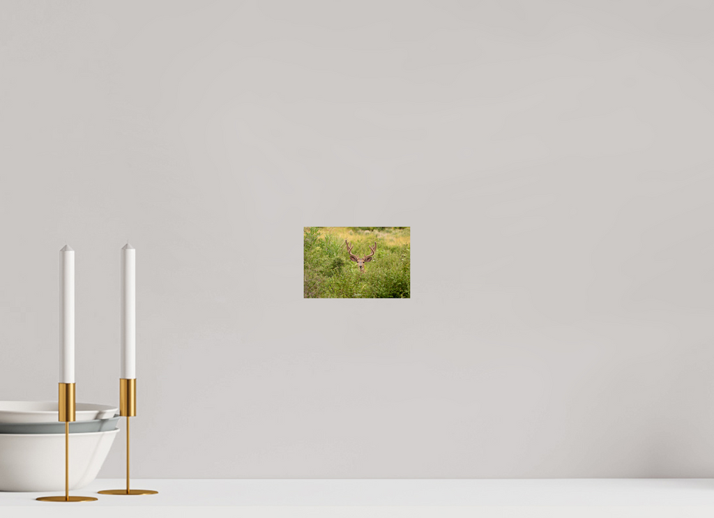 6 x 4″, Photo Print On Fuji Crystal DP II Deer