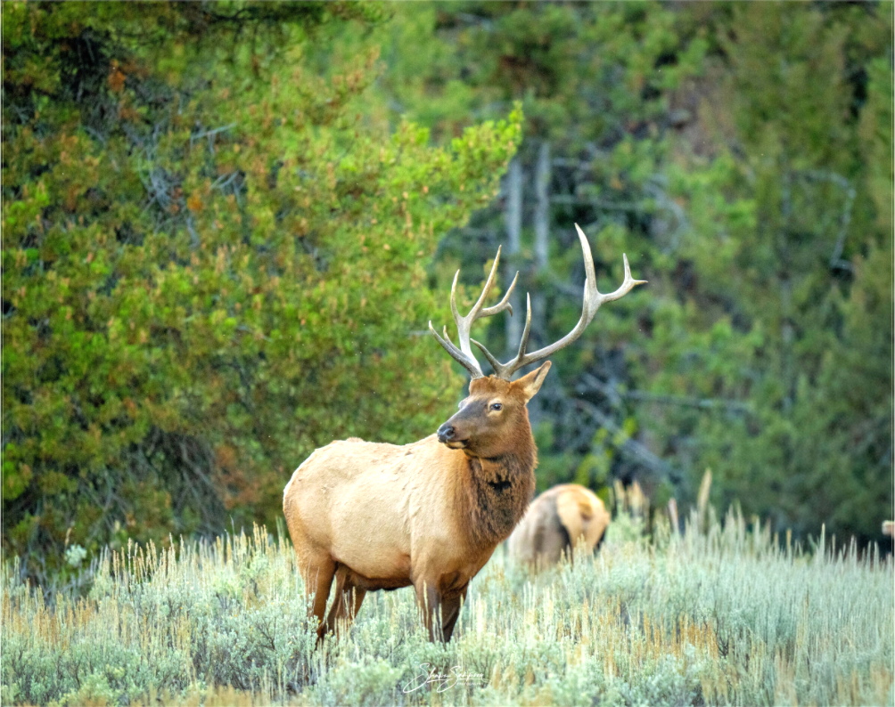 Main image Elk