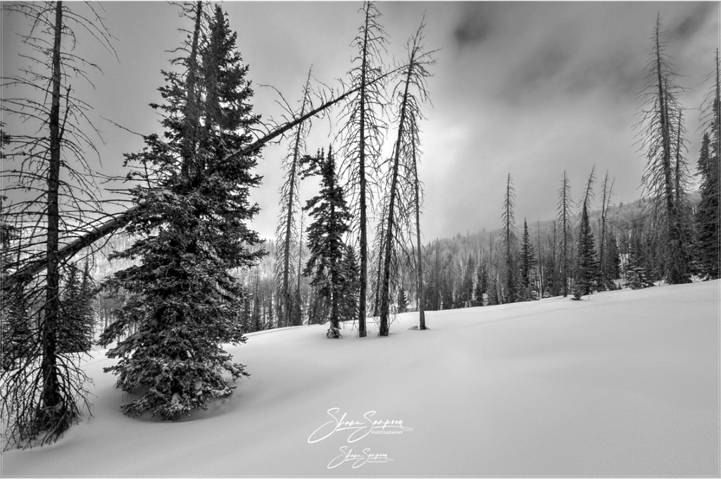 Main image winter bw