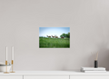 12 x 8″, Canvas Deer