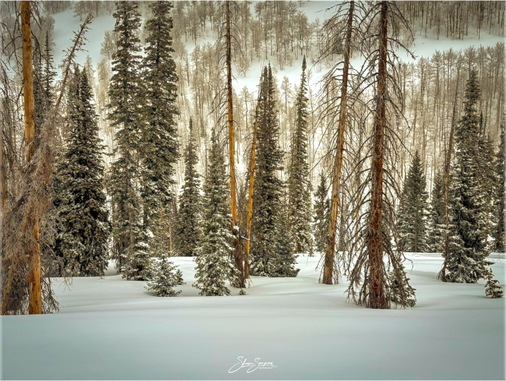 Main image Winter in the pine