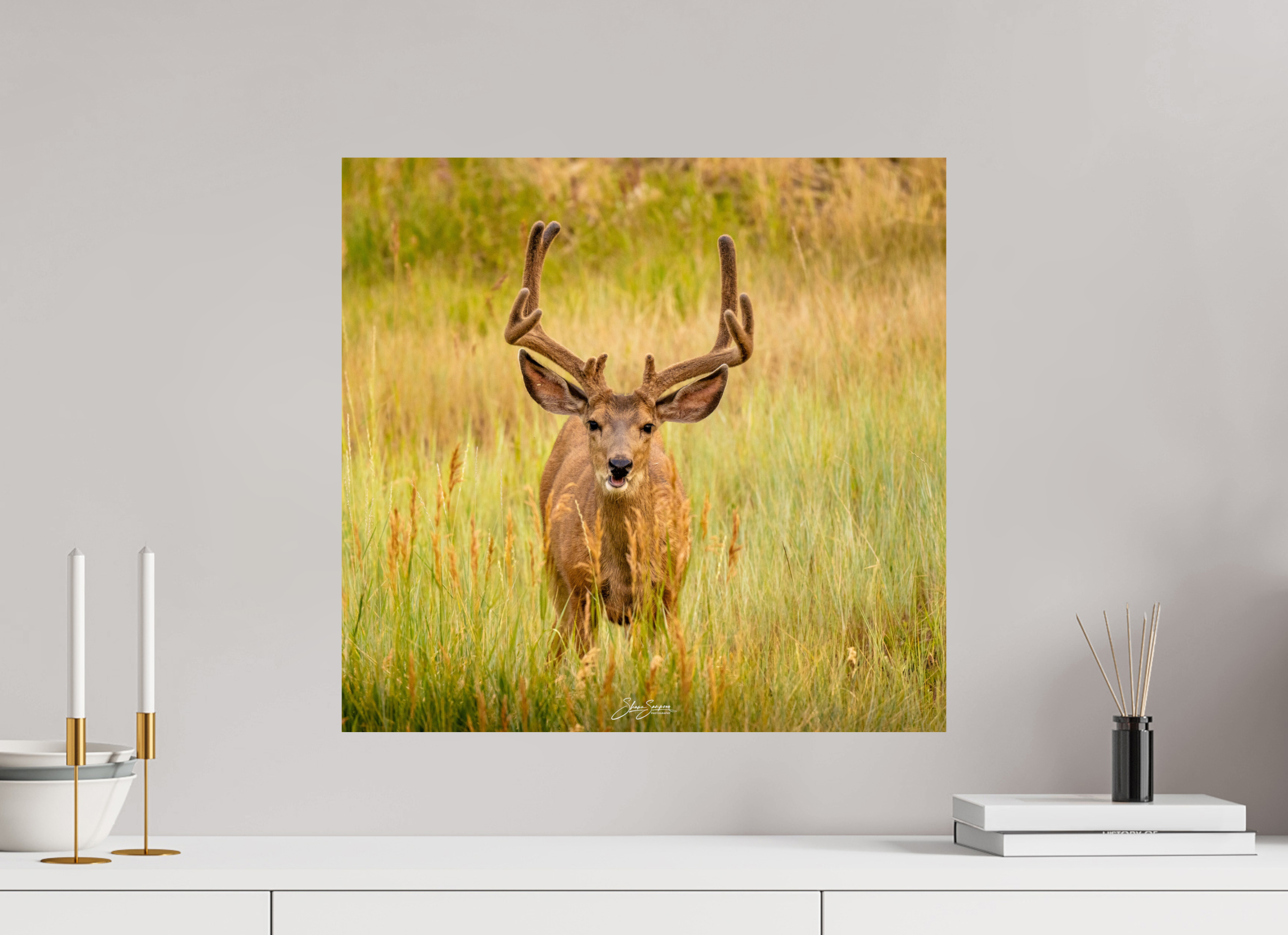 21.1 x 20″, Photo Print On Fuji Crystal DP II Deer