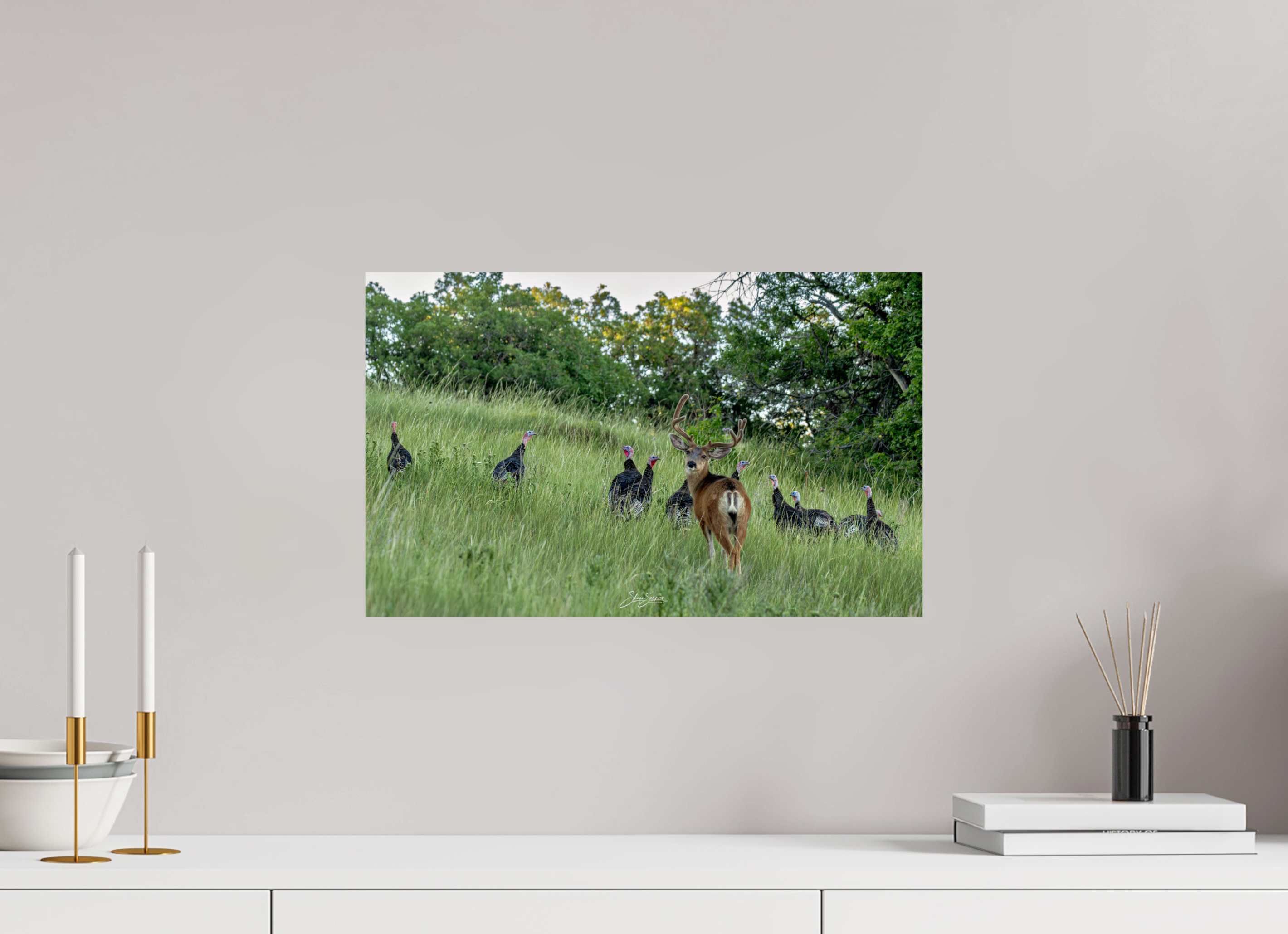 19.4 x 12″, Photo Print On Fuji Crystal DP II Deer Turky 3