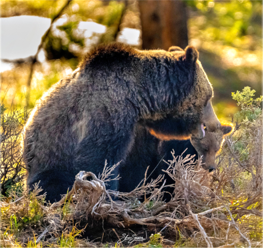 Main image 1063 and cub