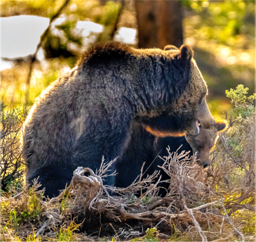 Main image 1063 and cub