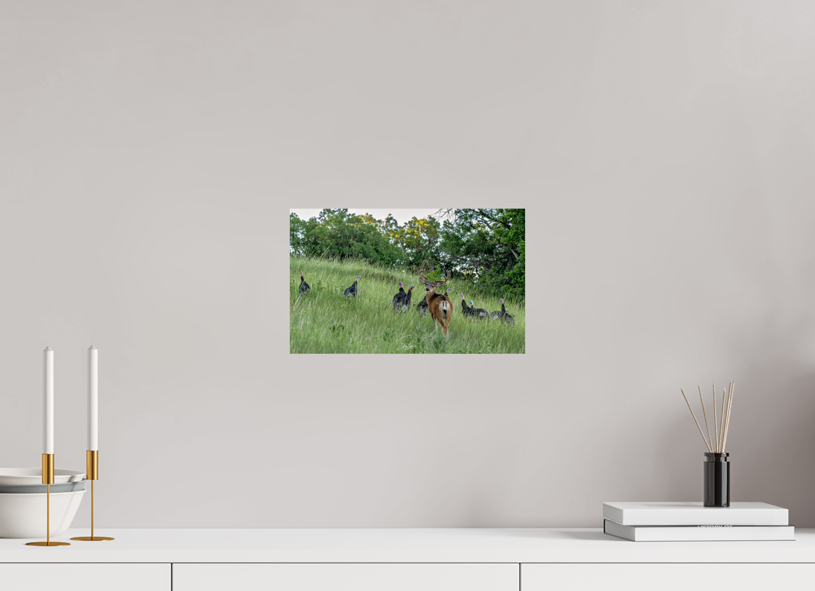 13 x 8″, Photo Print On Fuji Crystal DP II Deer Turky 3