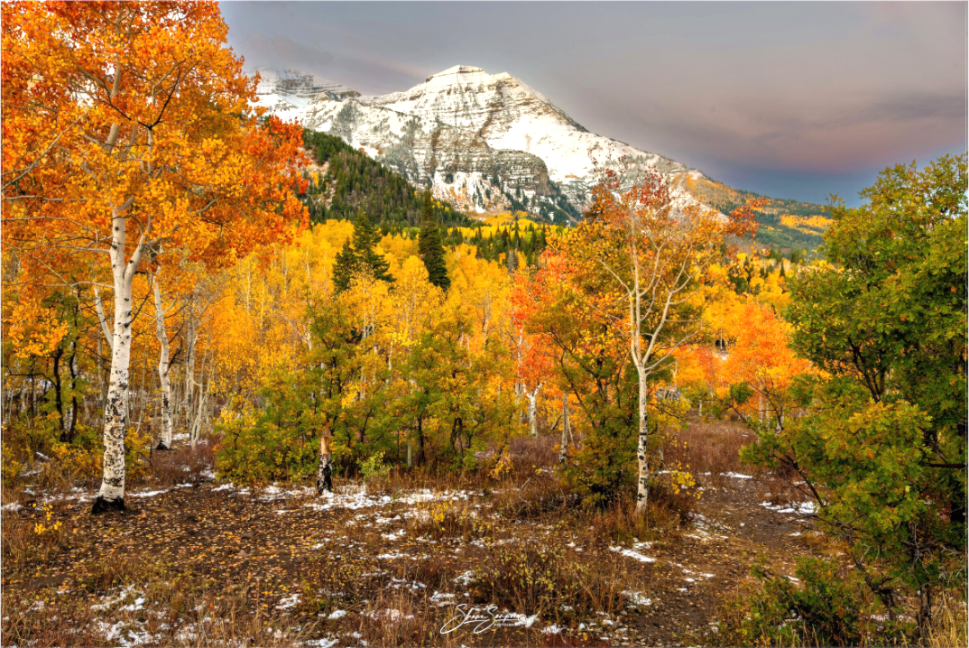 Main image Timp Fall Gold