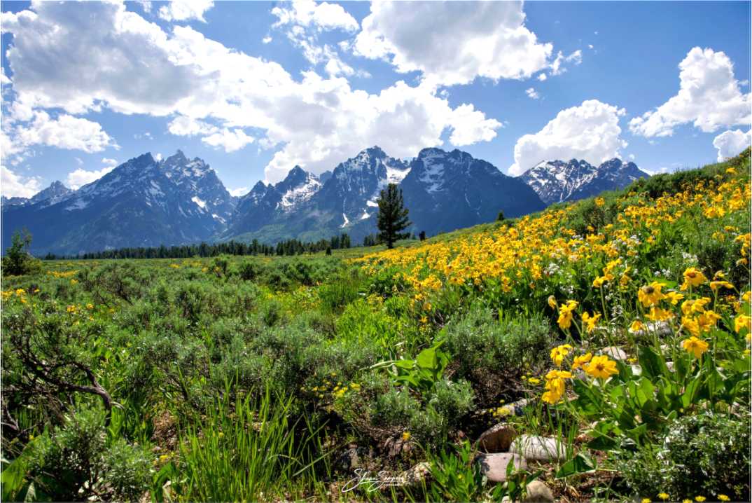 Main image Tetons in sunflowers