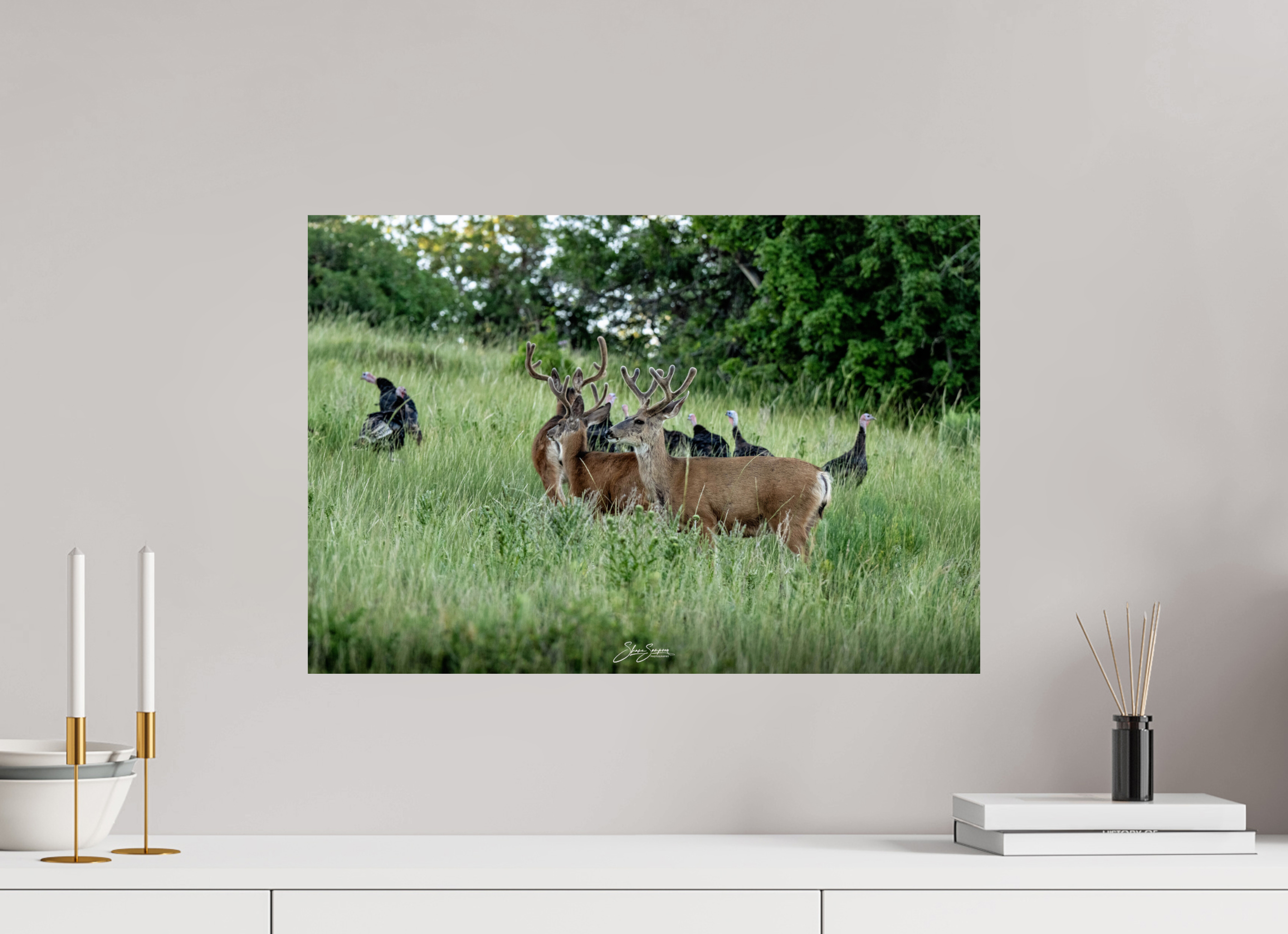 23.4 x 16″, Photo Print On Fuji Crystal DP II Turky Deer