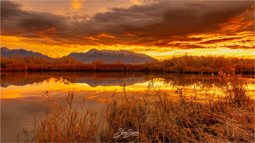 Main image Golden Morning