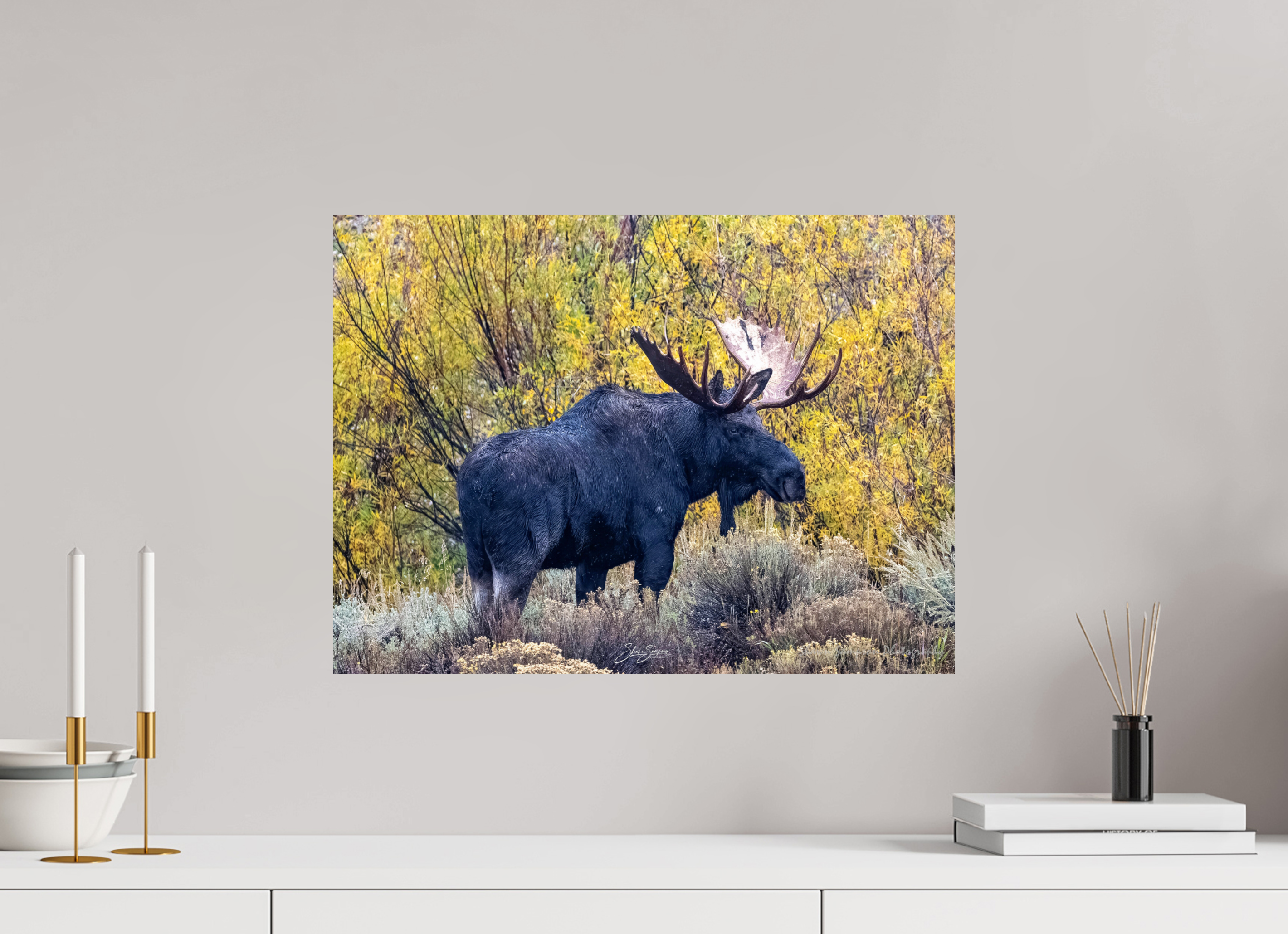 21.7 x 16″, Photo Print On Fuji Crystal DP II Moose