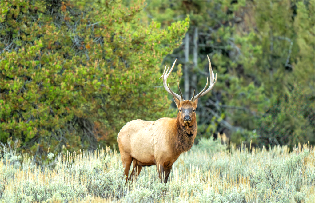Main image Elk