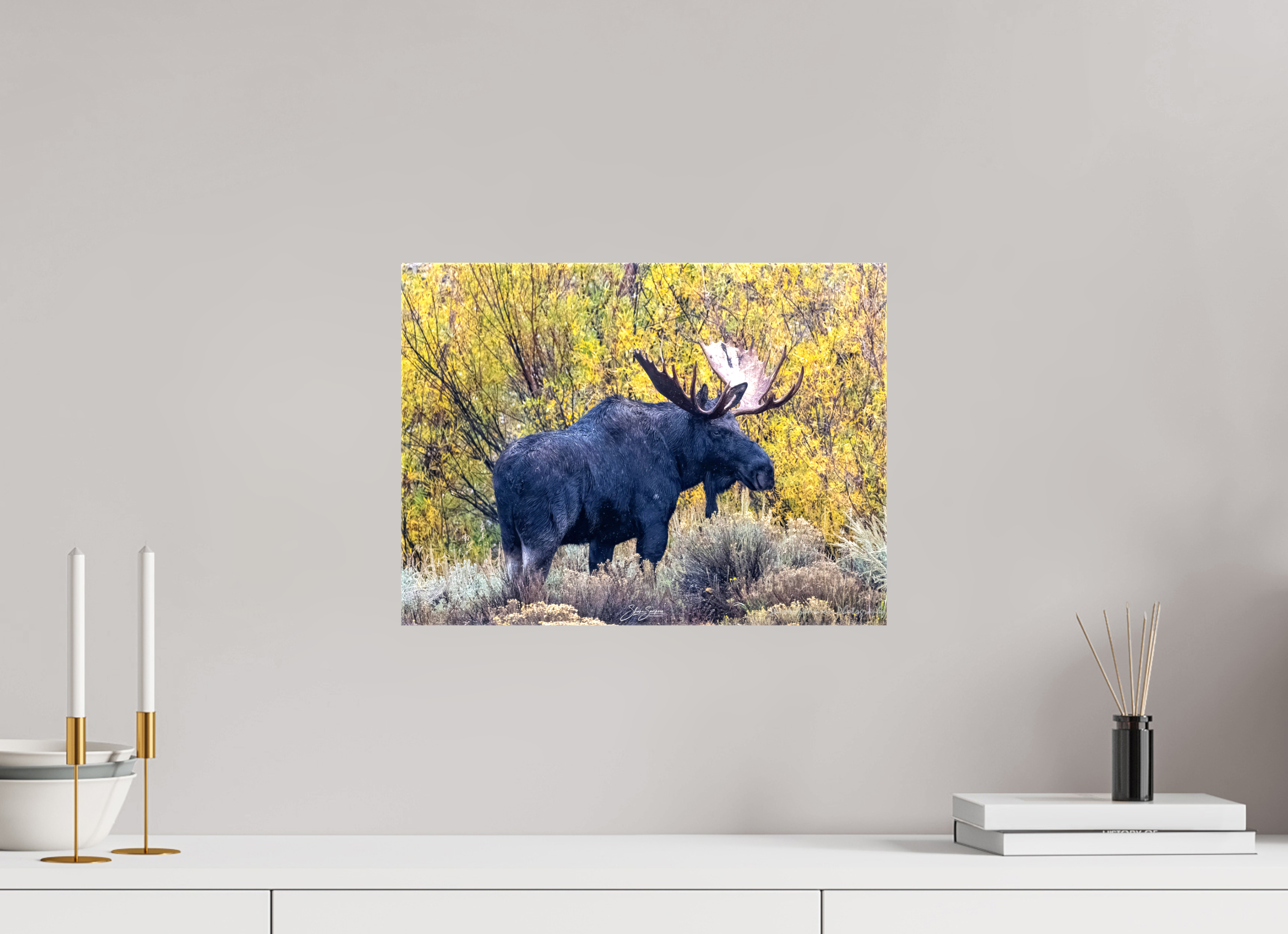 16.2 x 12″, Canvas Moose