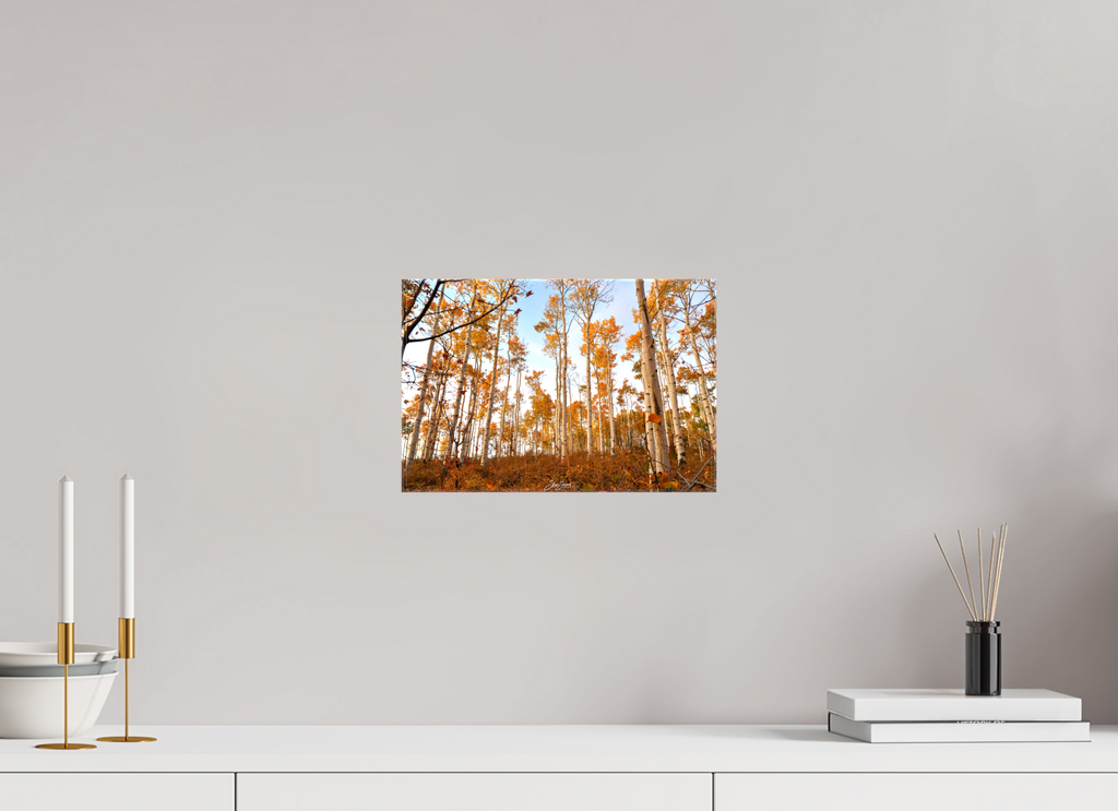 12 x 8″, Canvas aspen