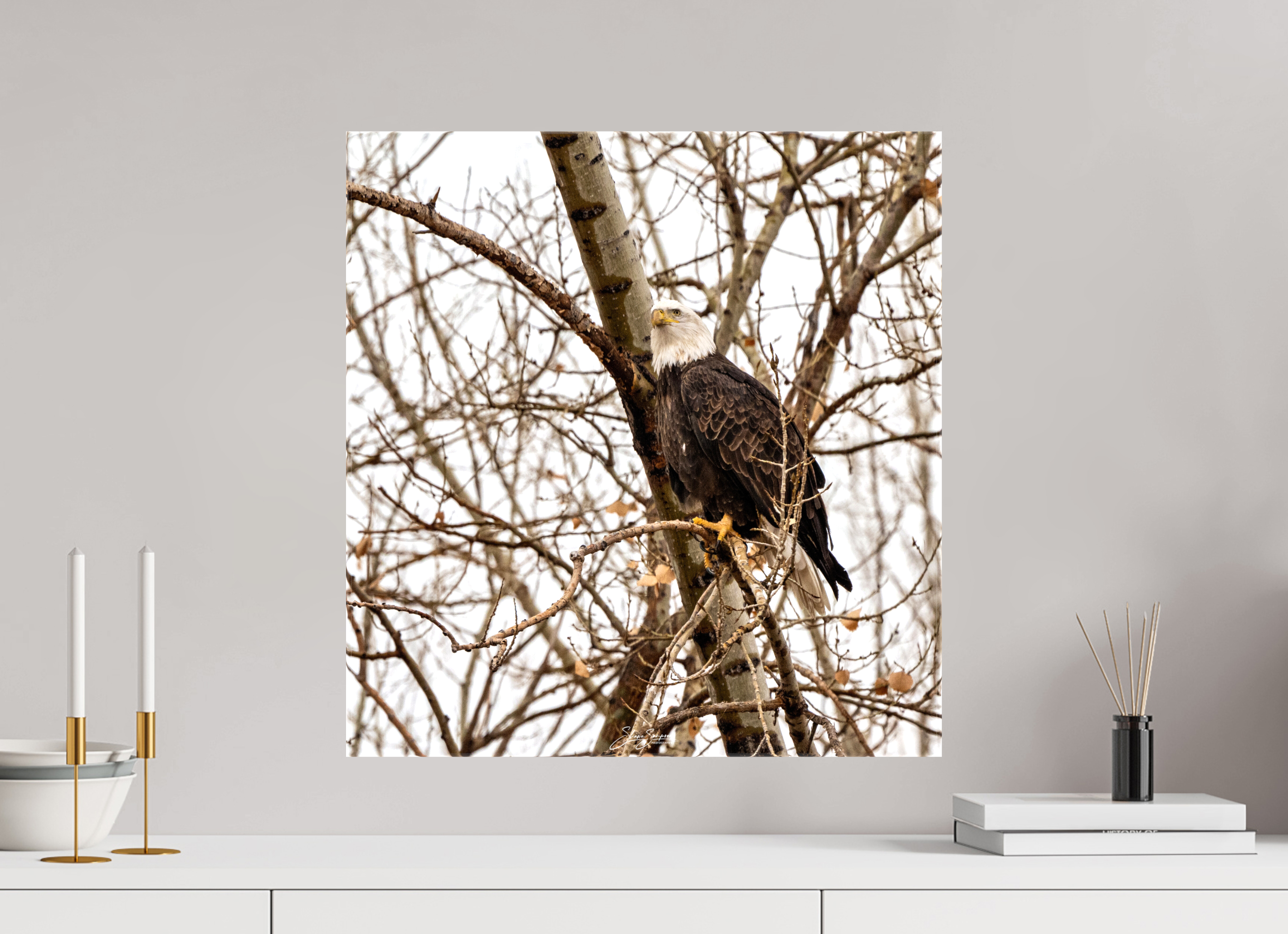 20 x 21″, Canvas Eagle