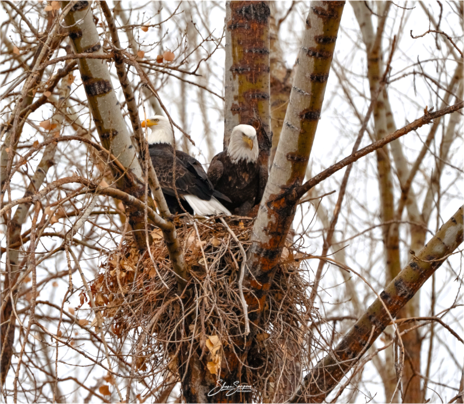 Main image Eagles in the nest