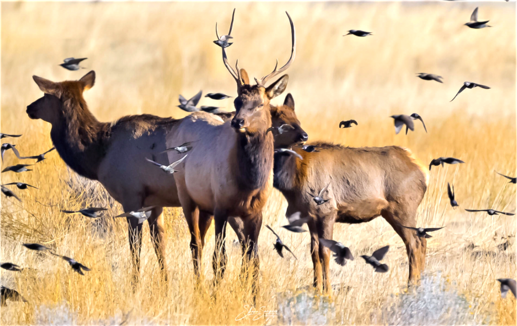 Main image Elk Birds