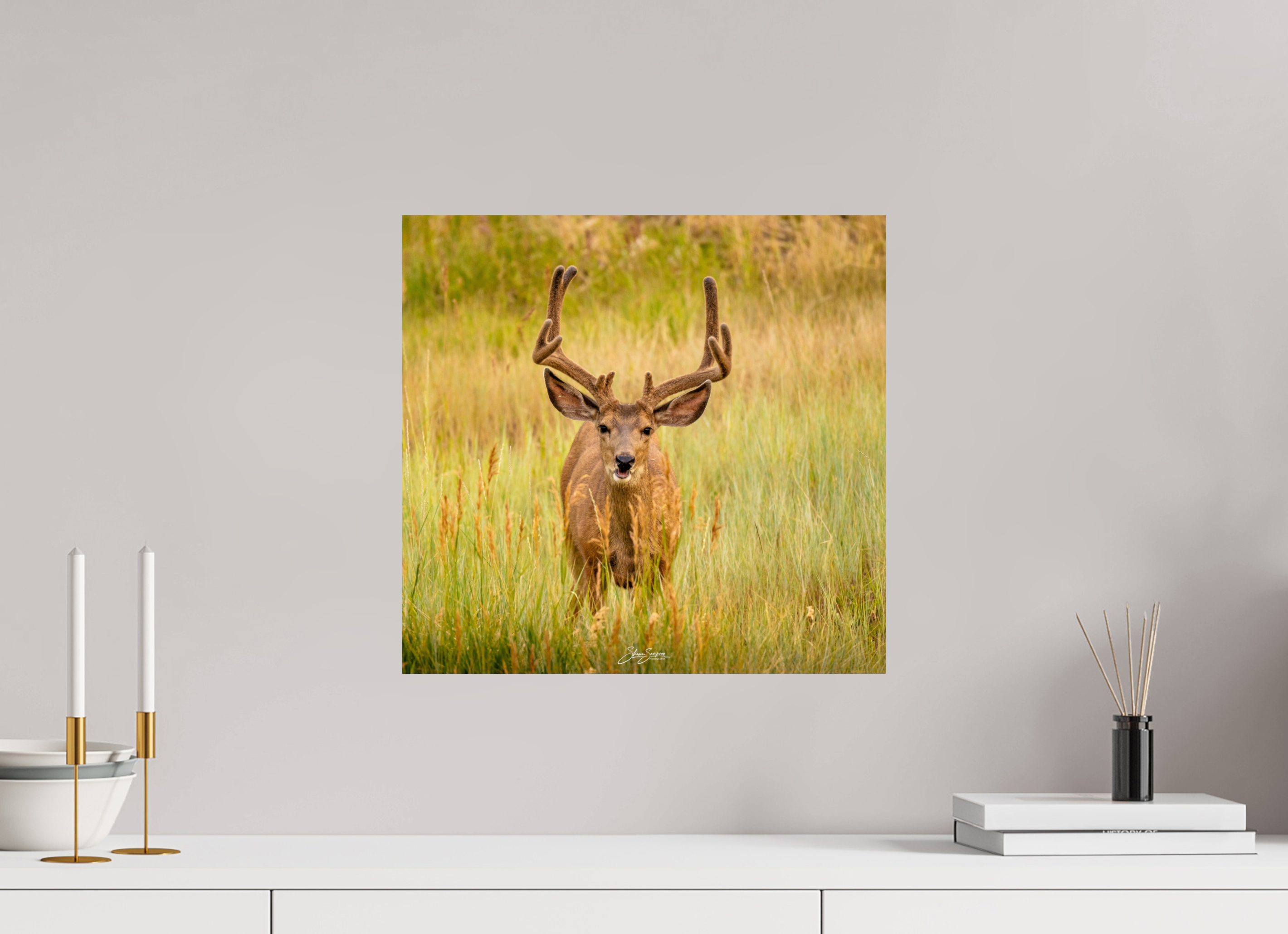 16.9 x 16″, Photo Print On Fuji Crystal DP II Deer