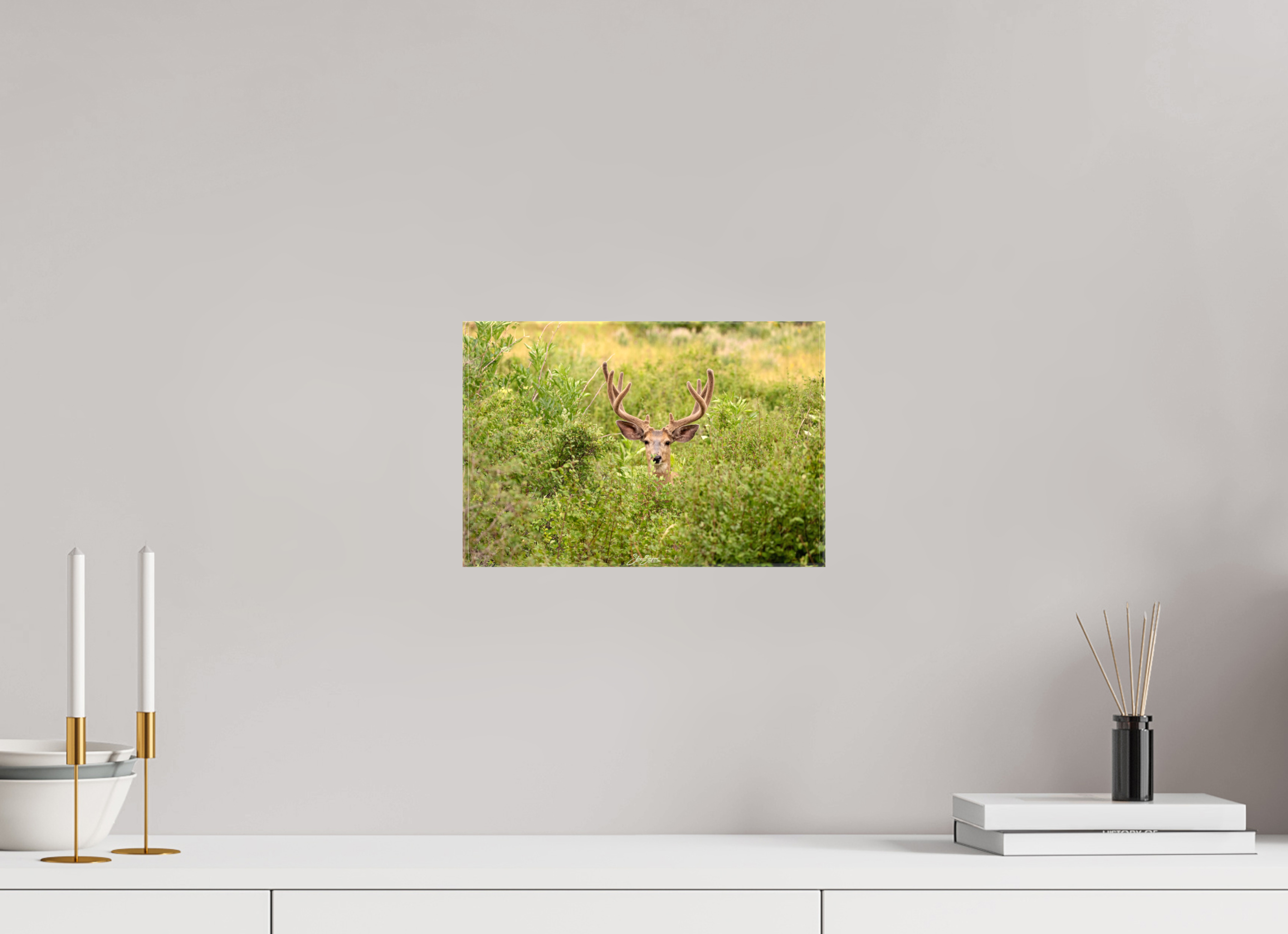 12 x 8″, Canvas Deer