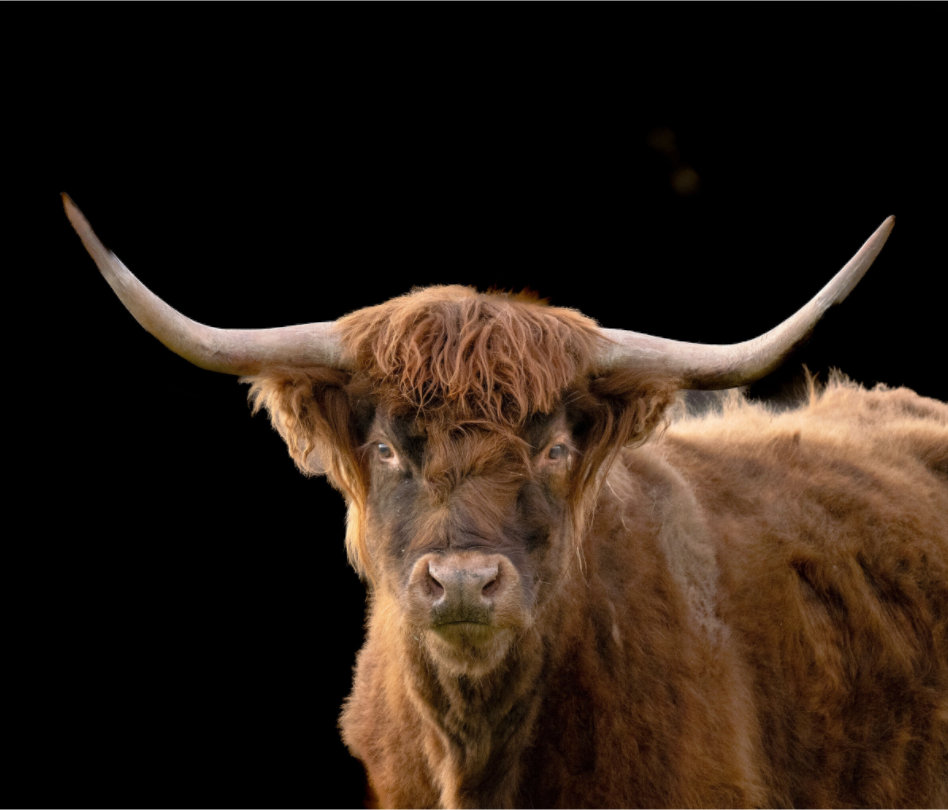 Main image The Long Horn