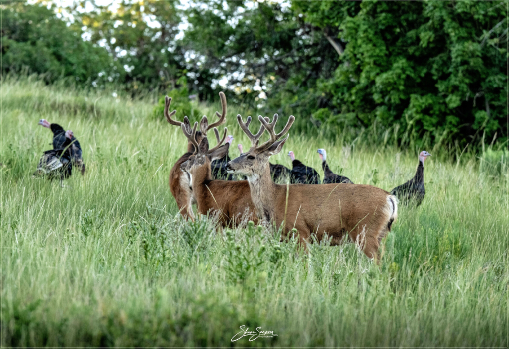 Main image Turky Deer